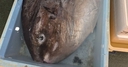 Web site image