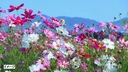 Web site image