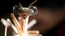 Web site image