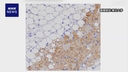Web site image