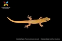 Web site image