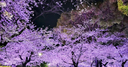 Web site image