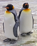 Web site image
