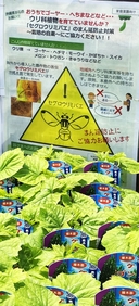 Web site image
