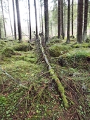 Web site image