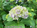 Web site image