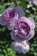 Web site image
