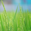 Web site image