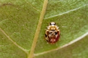 Web site image