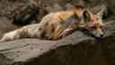 Web site image