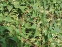 Web site image