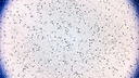 Web site image