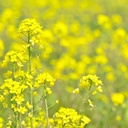 Web site image