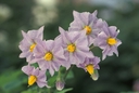 Web site image