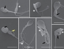 Web site image