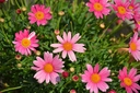 Web site image