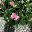 Web site image