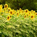 Web site image