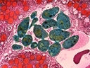 Web site image