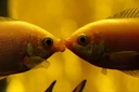 Web site image