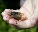 Web site image