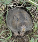 Web site image