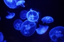 Web site image