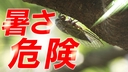 Web site image