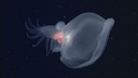 Web site image