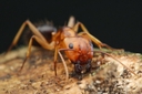 Web site image