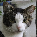 Web site image