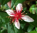 Web site image