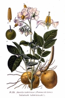 Web site image