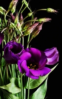 Web site image