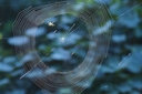 Web site image