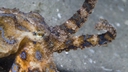 Web site image