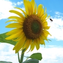 Web site image