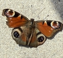 Web site image