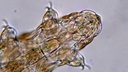 Web site image