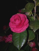 Web site image