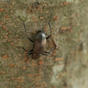 Web site image