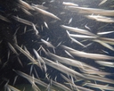 Web site image