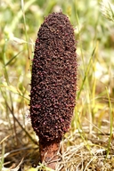 Web site image