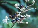 Web site image