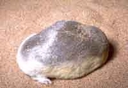 Web site image