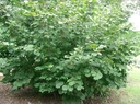 Web site image
