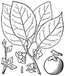 Web site image
