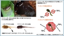 Web site image