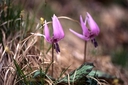 Web site image
