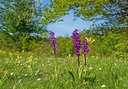Web site image